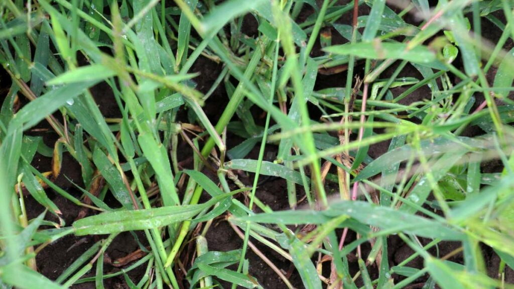 a close photo of crabgrass