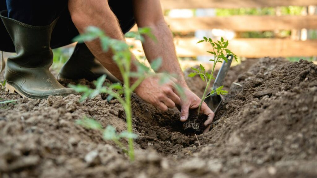 planting tomatoes in organic garden - Growing tomatoes in Australia