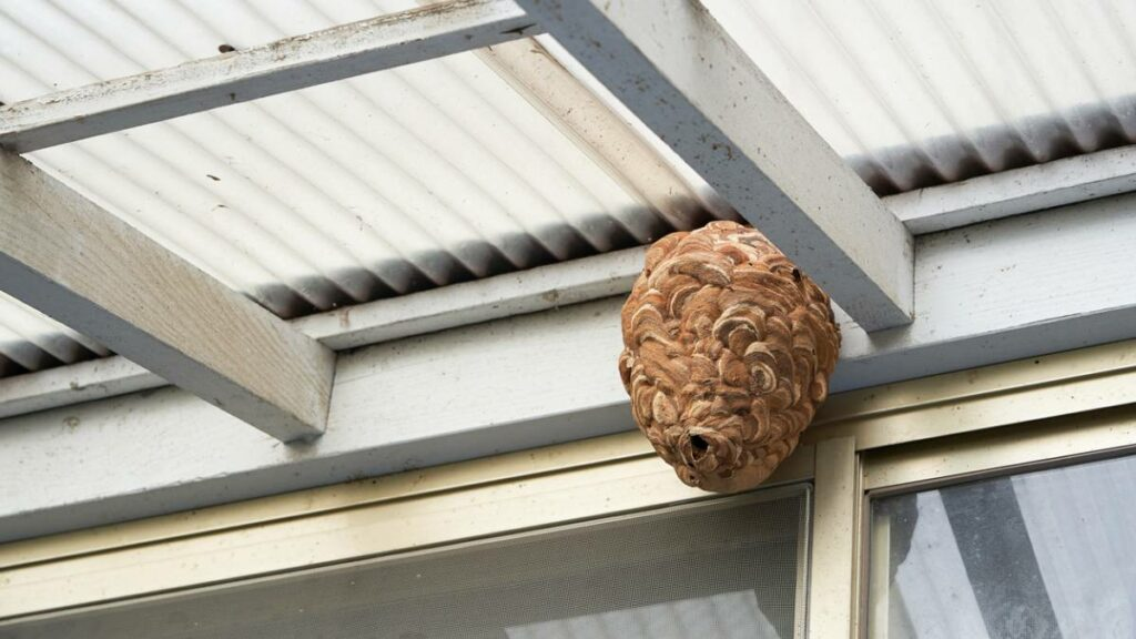 wasp nest under the roof