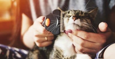 Pet Grooming Cost Guide Oneflare
