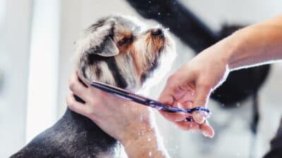 a woman grooming a dog