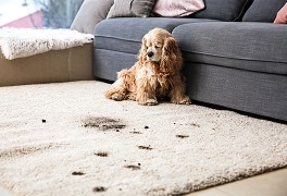 Carpet Cleaning